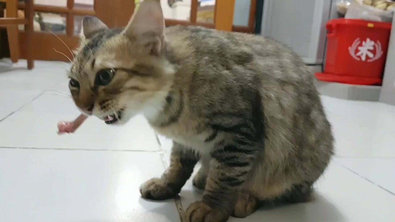 新手养猫指南，如何正确喂食刚到家的猫咪