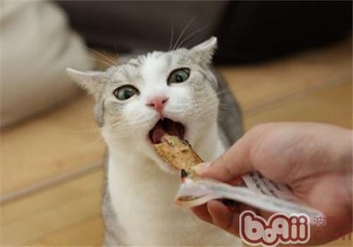 猫咪美食，探索猫咪味蕾世界的奥秘